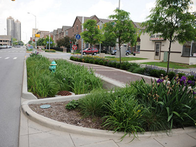 Rain Garden